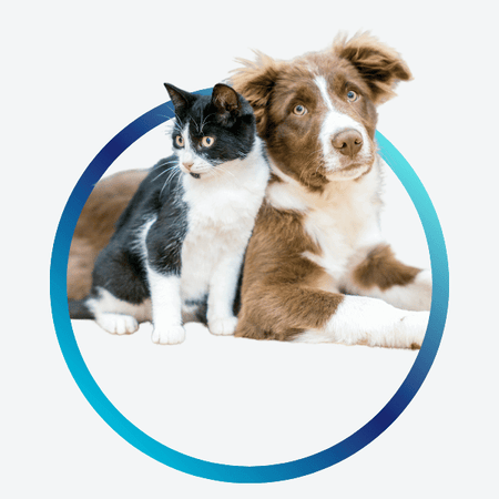 Pet